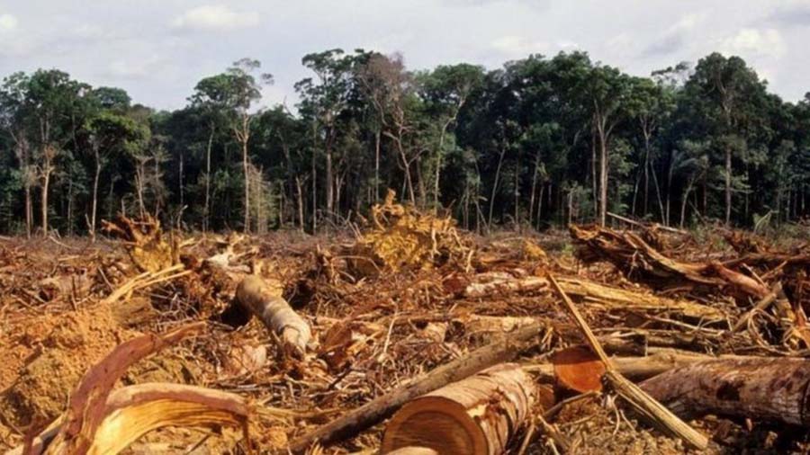 Desmatamento na Amazônia atingiu em 2020 o maior índice dos últimos 12 anos — Foto: Getty Images